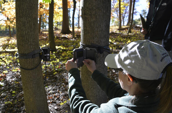 Shannon LaDeau sets up a camera trap at a remnant trailside forest site in Poughkeepsie