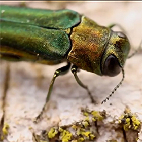 Invasive Pests Jeopardize U.S. Forests, Kill Trees