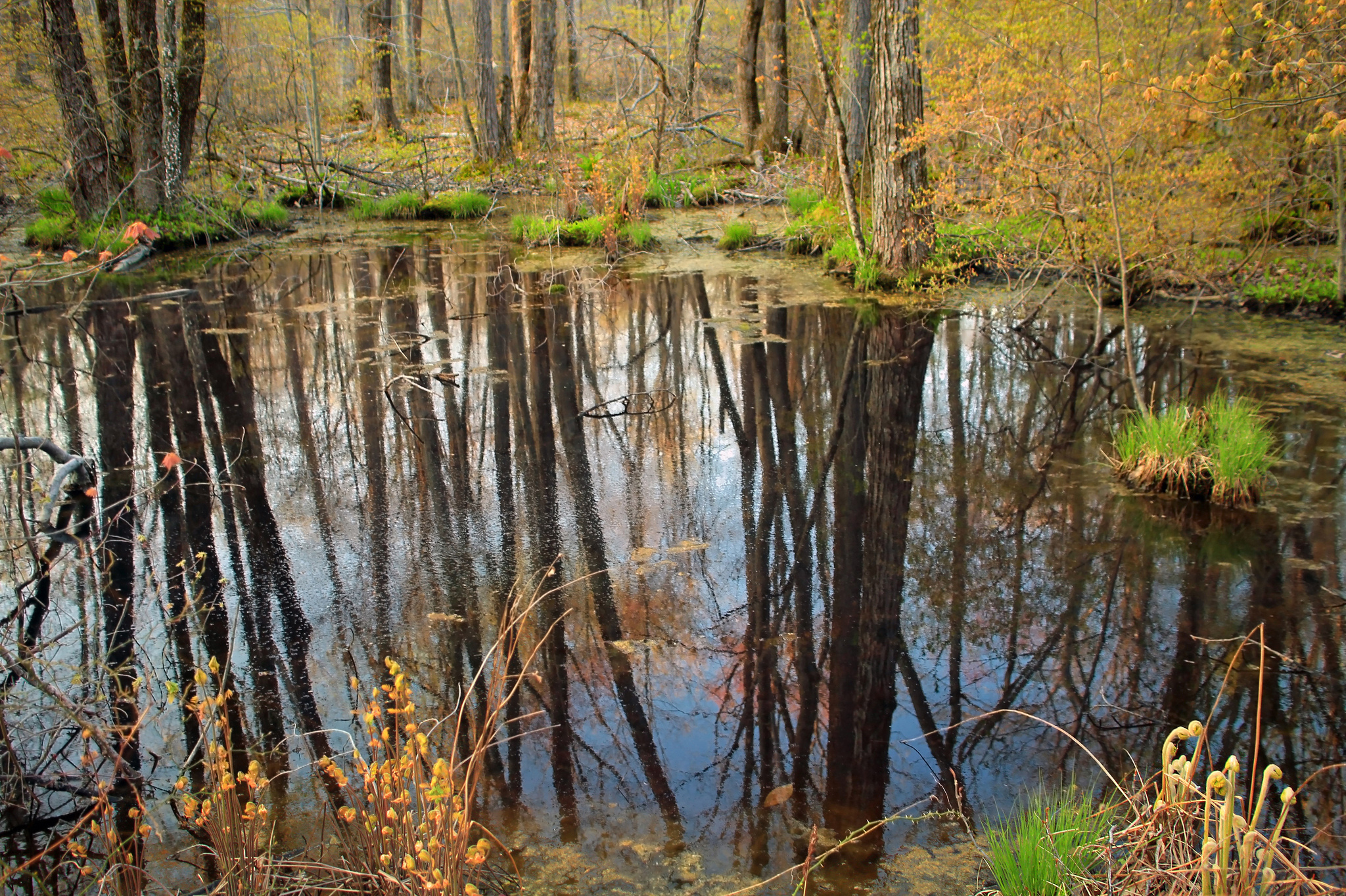 School Woodlands Ecosystem Study Project