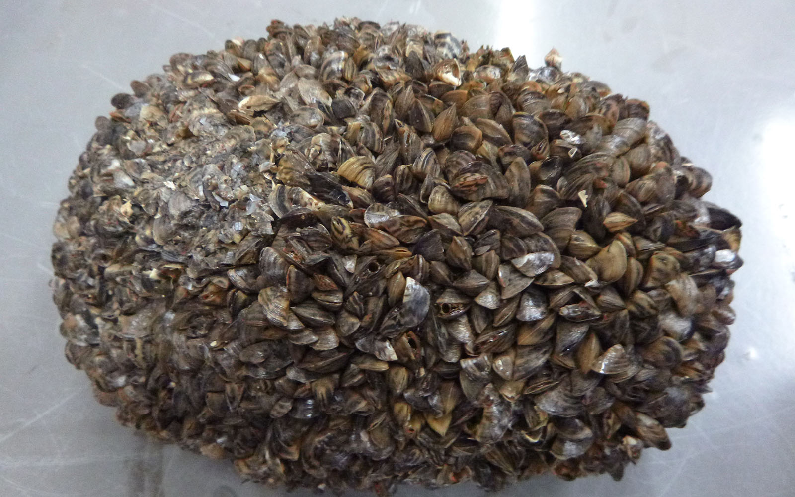 Zebra Mussels Other Organisms