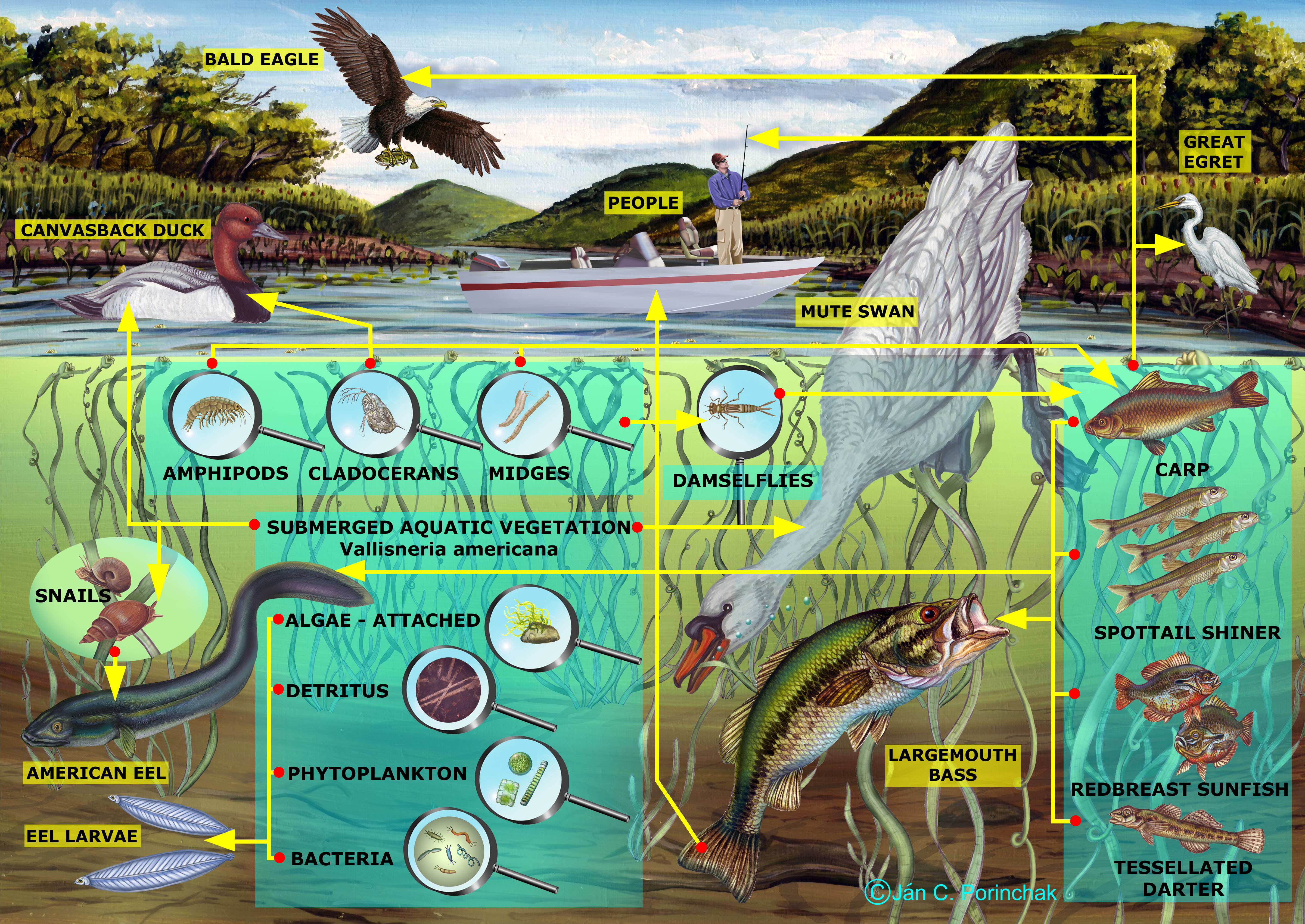 freshwater food web diagram