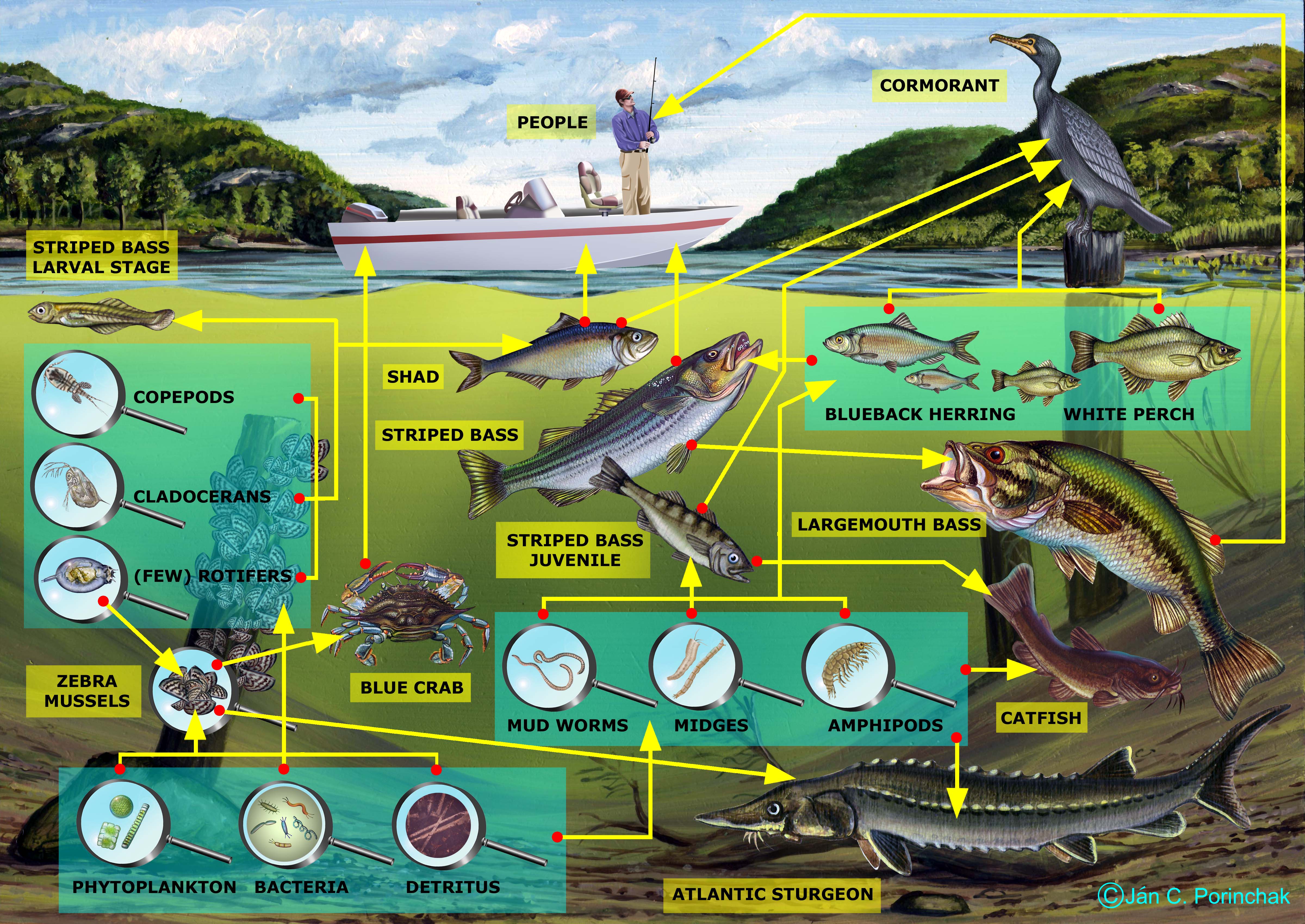 Примеры цепей в реке. Пищевая сеть экосистемы озера. Сеть питания водоема. Схема питания пресноводного сообщества. Цепи питания в водоеме.