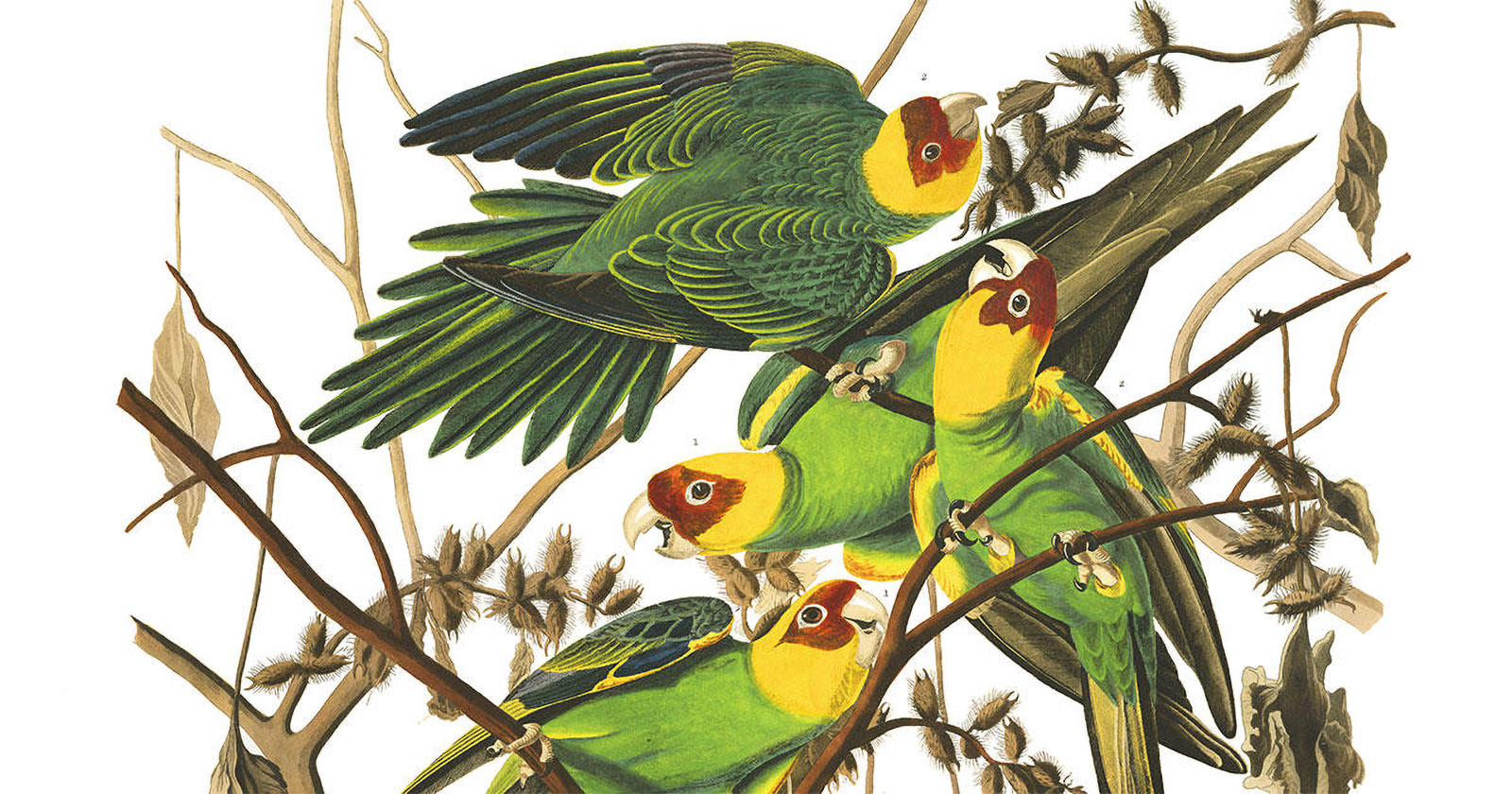 Once, America had its own parrot