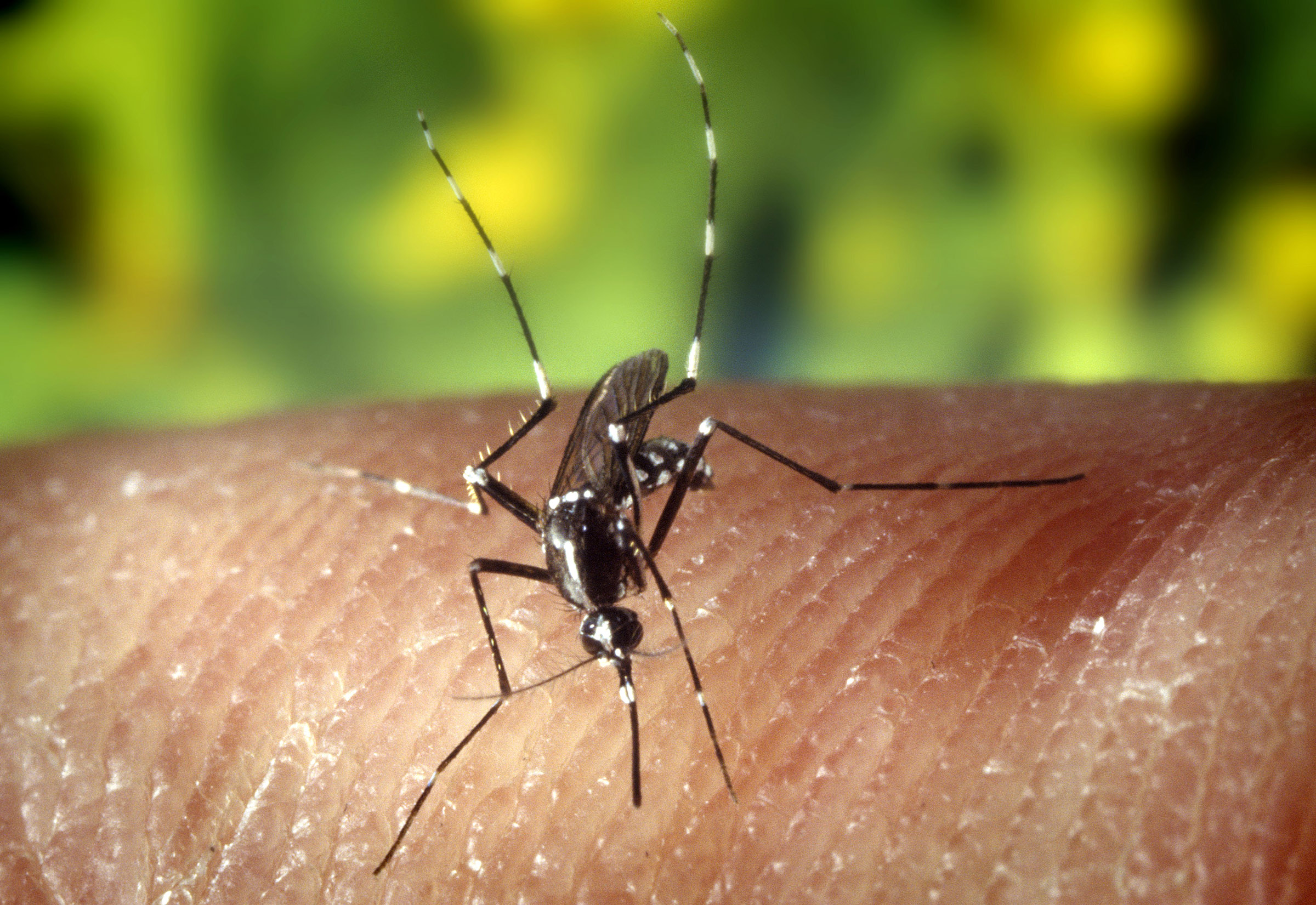 Baltimore blocks host bigger, more dangerous mosquitoes