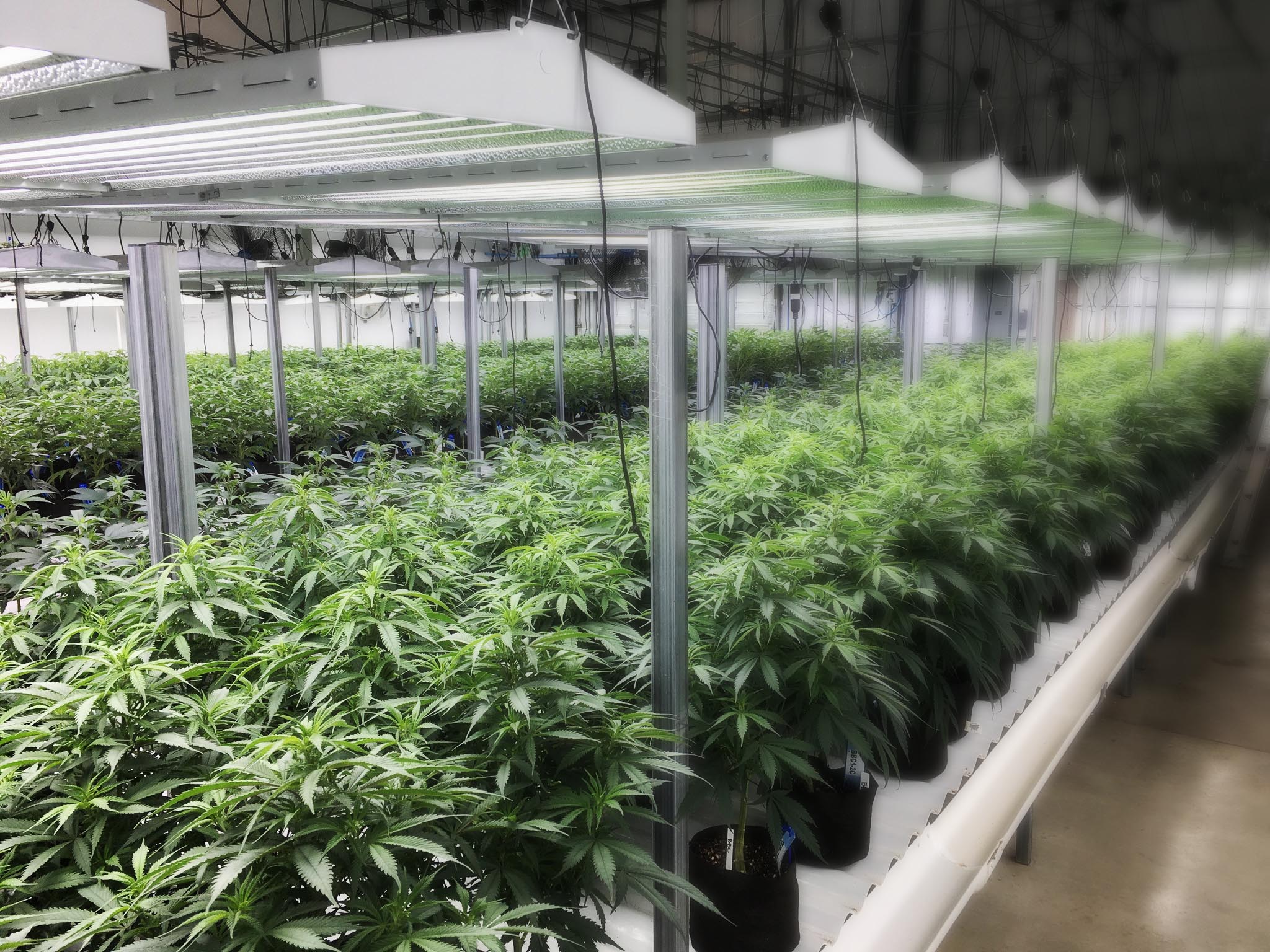 https://www.caryinstitute.org/sites/default/files/public/2021-09/cannabis_indoor_cc_oregon_dept_ag.jpg