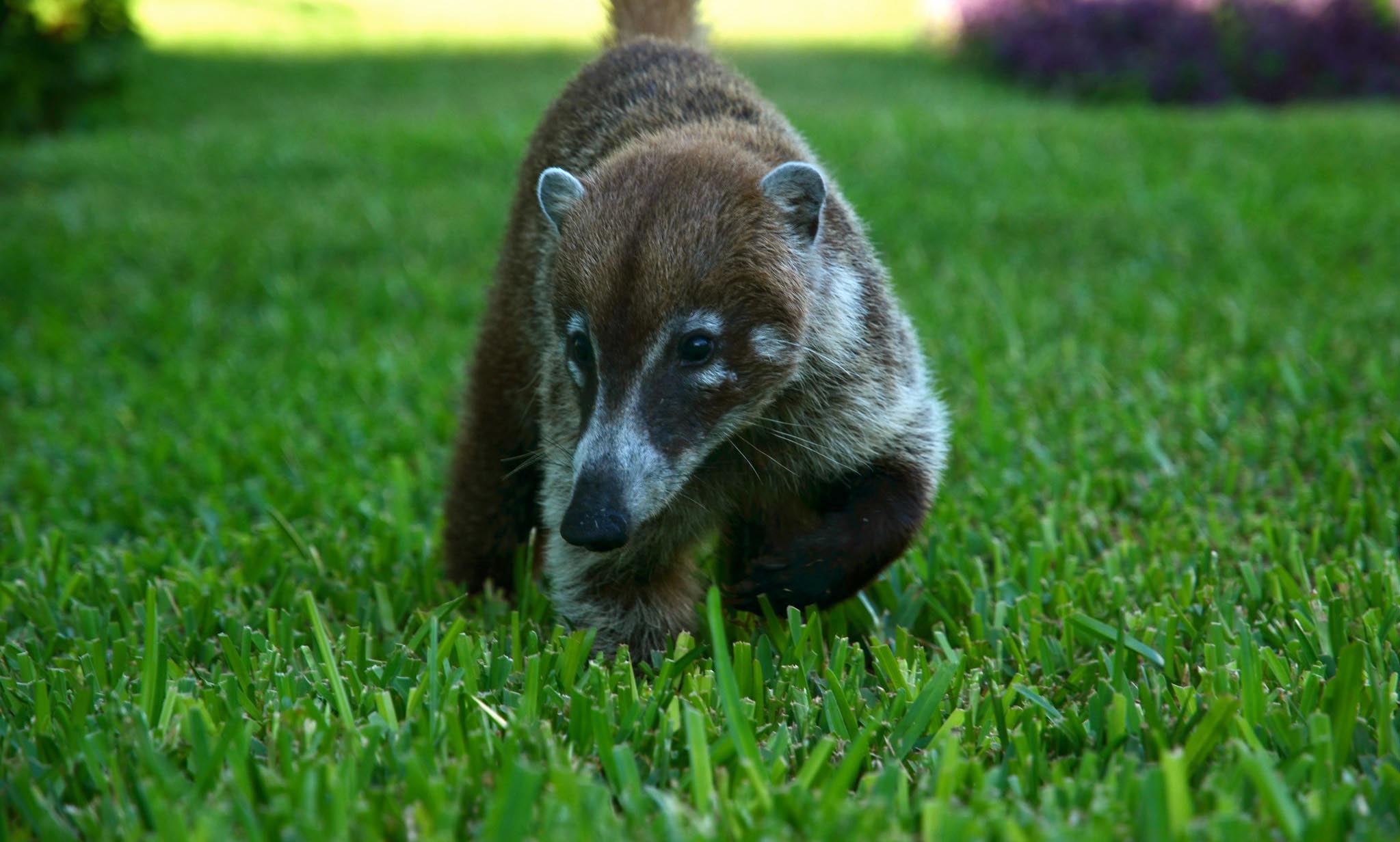 Lions and tigers and anteaters? U.S. scientists scan the menagerie for  COVID-19