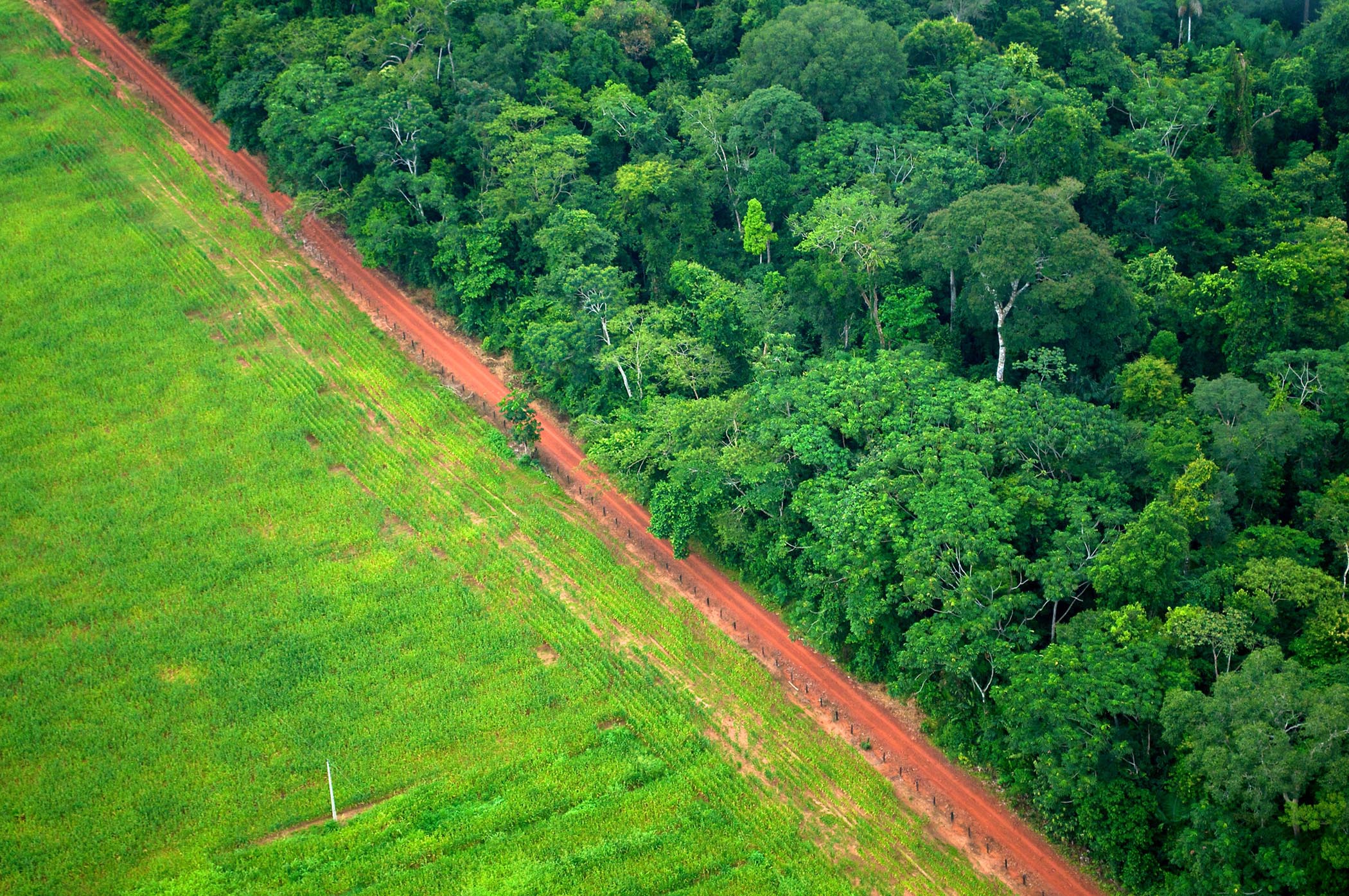 Forests sports. Вырубка тропических лесов. Леса планеты. Леса Бразилии. Тропического лесоводства.