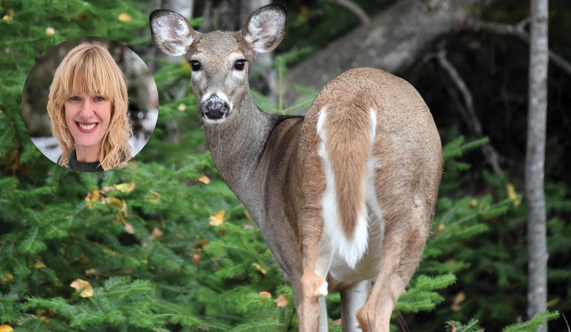 White-tailed Deer. Fursiut Deer Tail.