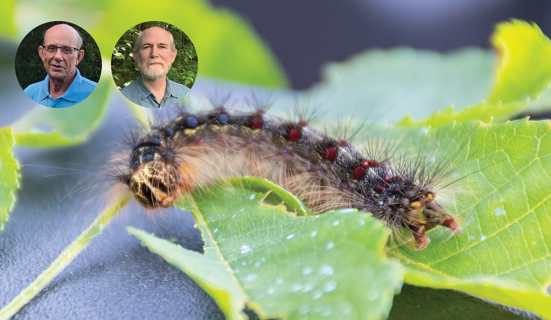 Province to spray for spongy moths in Campbell River this spring