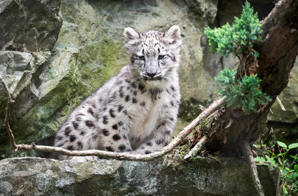 snow leopard by Eric Kilby