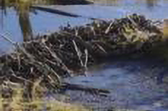 beaver dam
