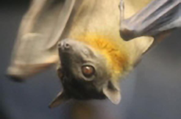bat
