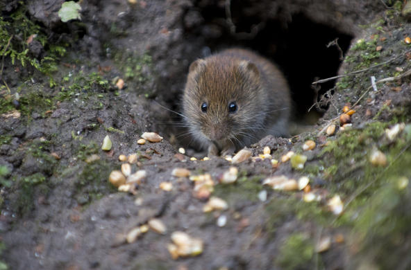 Bank vole ©claire spelling