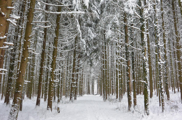 Forest in winter CC by andersweit
