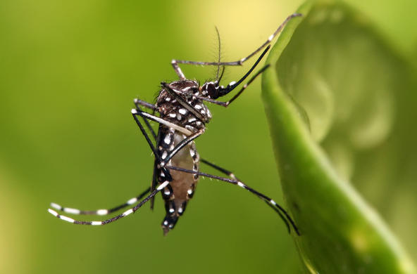 Aedes Aegypti cc
