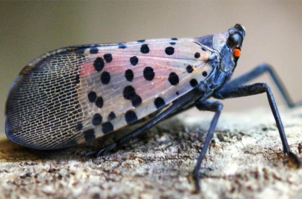 lanternfly