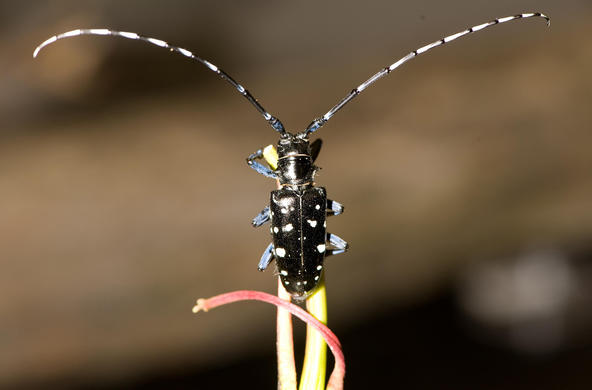 Asian long-horned beetle. CC: R. Anson Eaglin.