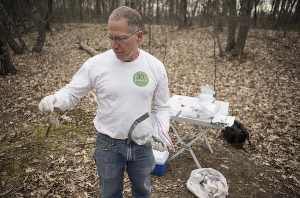 Rick Ostfeld tagging chipmunk. ©Robin Moore