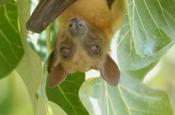 Straw colored fruit bat ©Jimbo