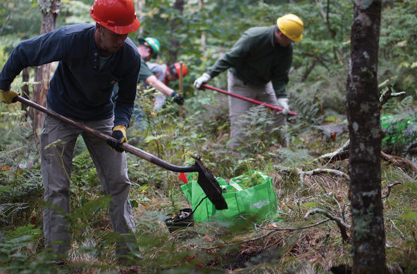 In NC, stands of eastern hemlock are dying due to the hemlock woolly adelgid. Credit: US Fish and Wildlife Service