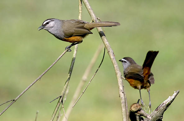grey-breasted laughingthrush. © ramki sreenivasan