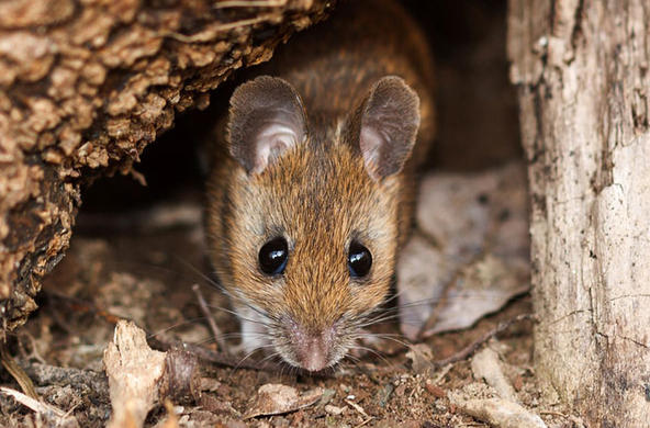 White-footed mouse