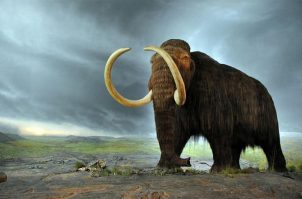 woolly mammoth