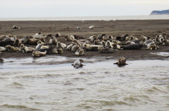bristol bay alaska cr: eco bear