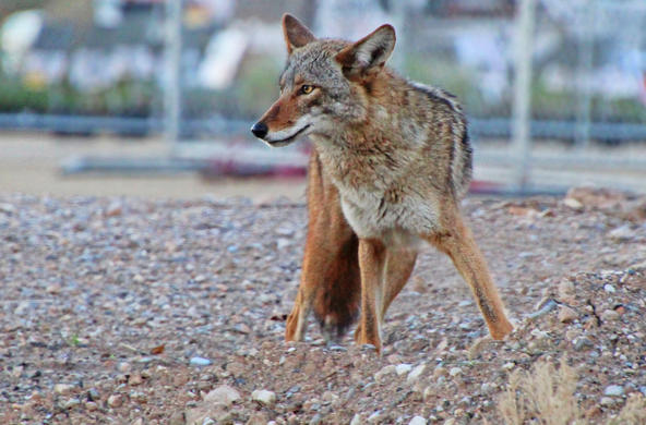 coyote cc renee grayson