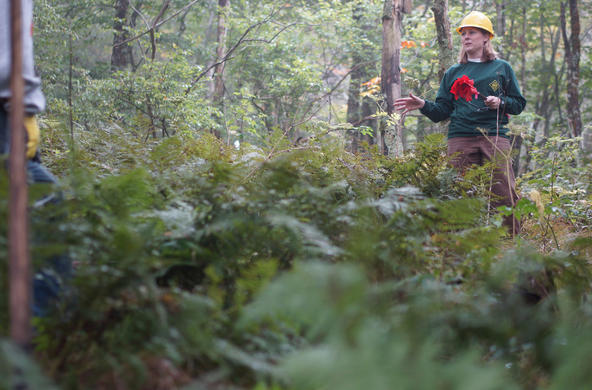planting red spruce to replace hemlocks cc USDA