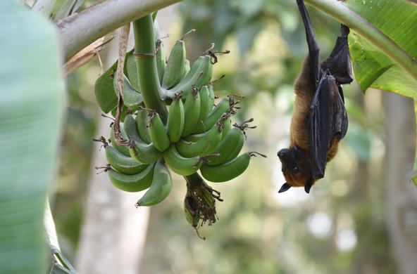 Indian flying fox bat credit: Ausraful Islam