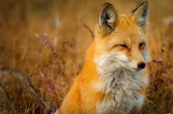 red fox cc