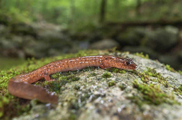 salamander photo by ryan wagner