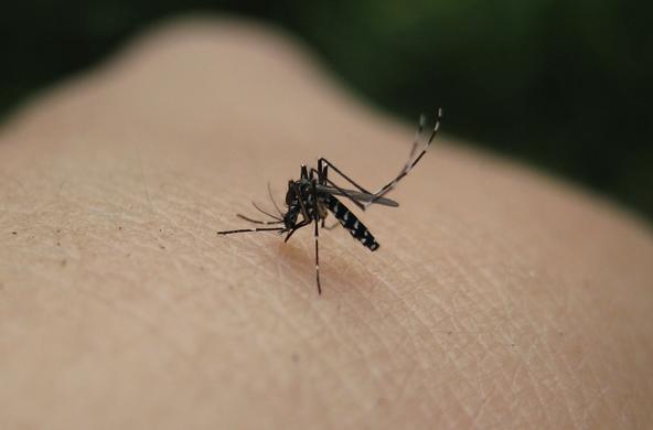 Asian tiger mosquito Courtesy of Flikr