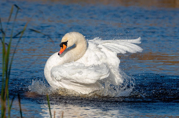 mute swan