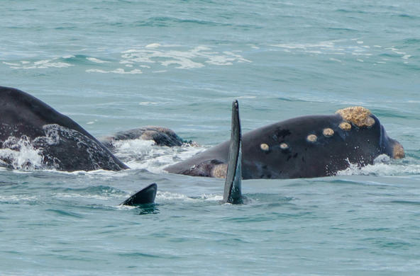 right whale cc robdownunder