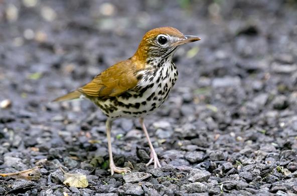 wood thrush cc charlie jackson