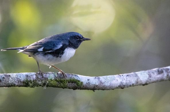 black_throated_blue_warbler_cc_dennis_church