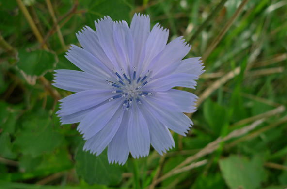 Chicory