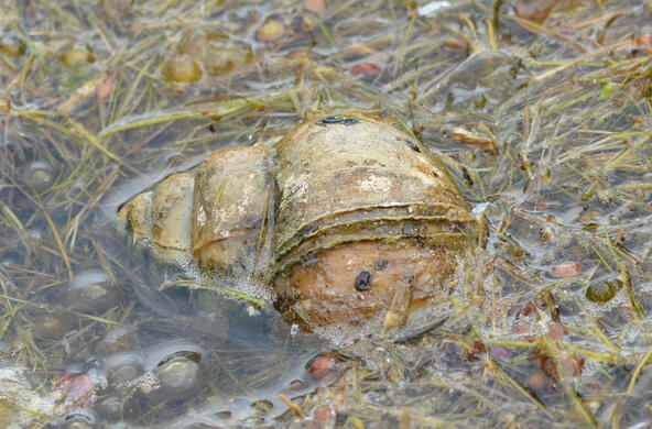 Chinese mystery snail