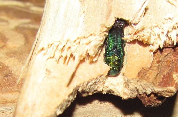 Emerald Ash Borer in a tree.