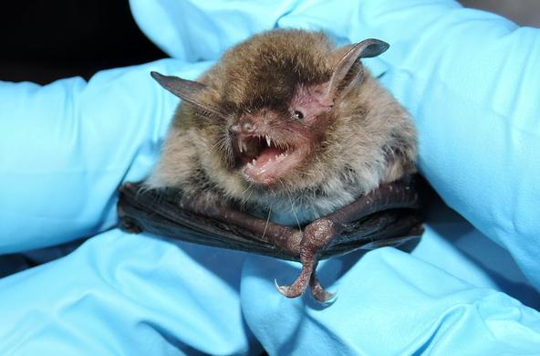 Floridian Bat via Florida Fish Wildlife