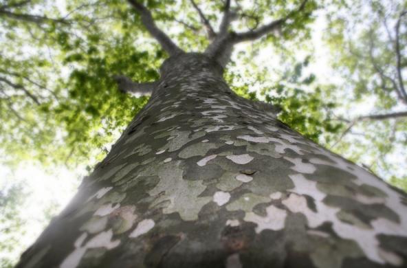 Larger sycamore tree