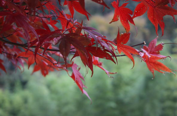 Maple Yoshizumi Endo