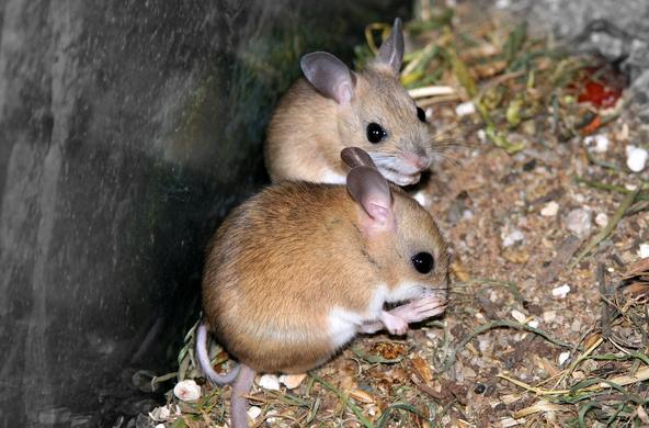 Wild mice