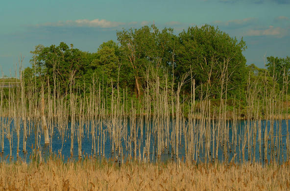 Wetlands Ben Borkowski