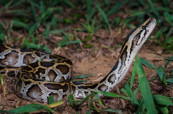 Burmese Python