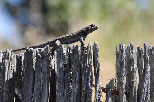 fence lizard cc chris_samuel
