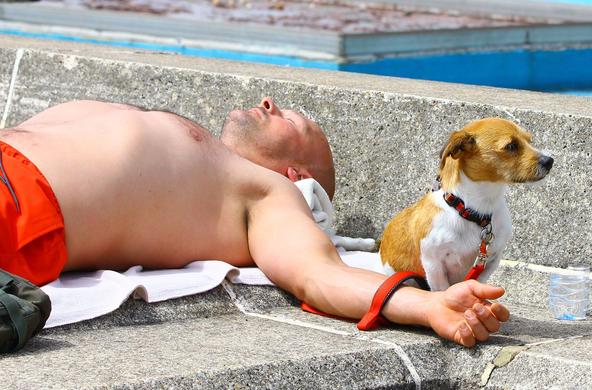 Heatwave, with dog