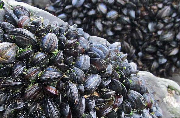 Mussels travel in packs only